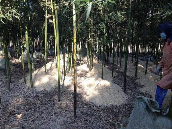 如何提高冬笋产量？做好以下四点十二个细节，增产提效益