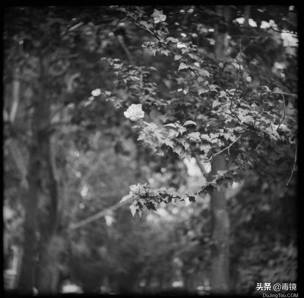 长城120中画幅单反胶片相机,长城df2中画幅相机胶卷