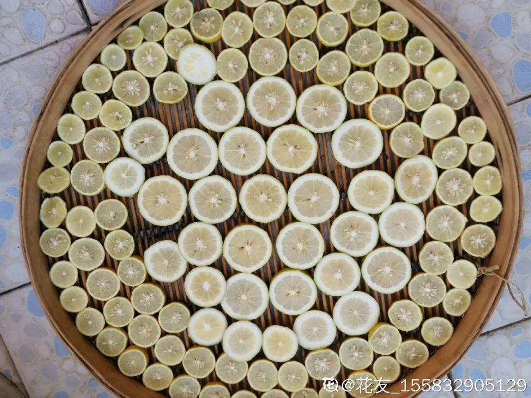 耐寒又好养的香水花,家里可以养法国香水花