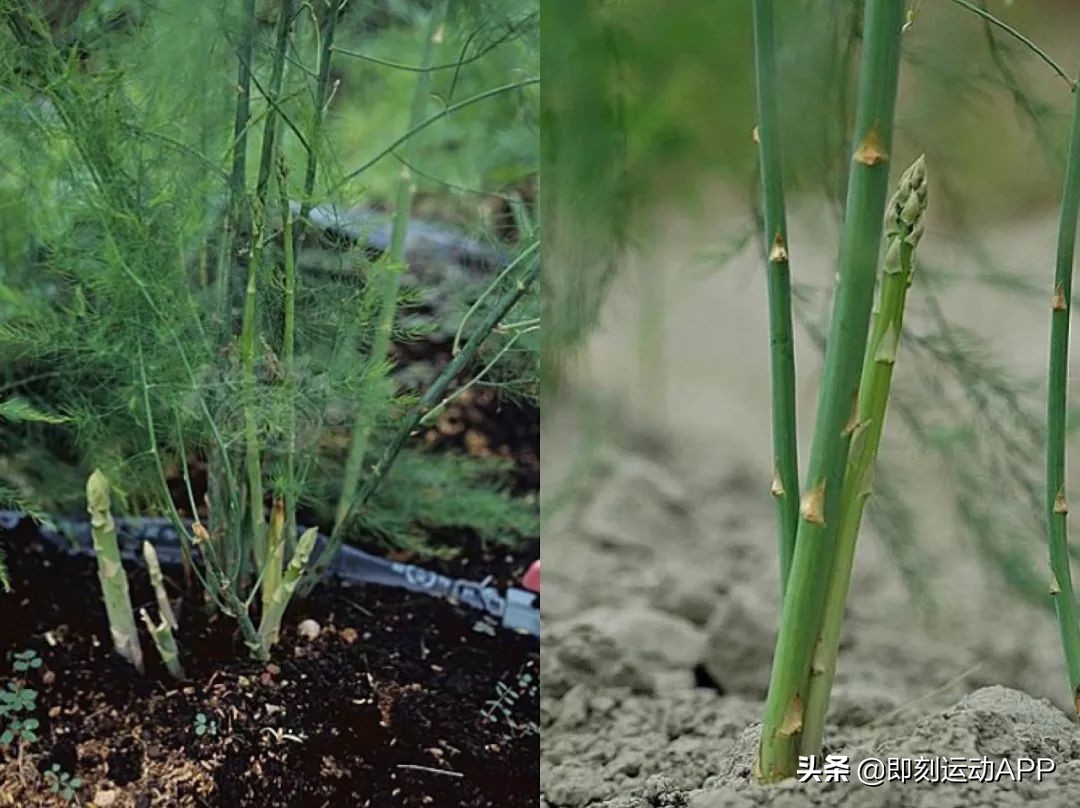 这才是芦笋最正确的做法营养健康,减肥食谱鸡肉卷芦笋