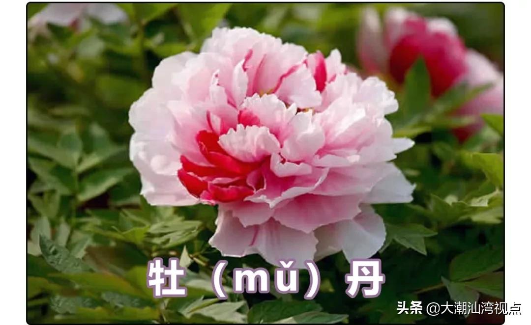 一个常用字却有很多人读错了,有哪些容易读错的常用字