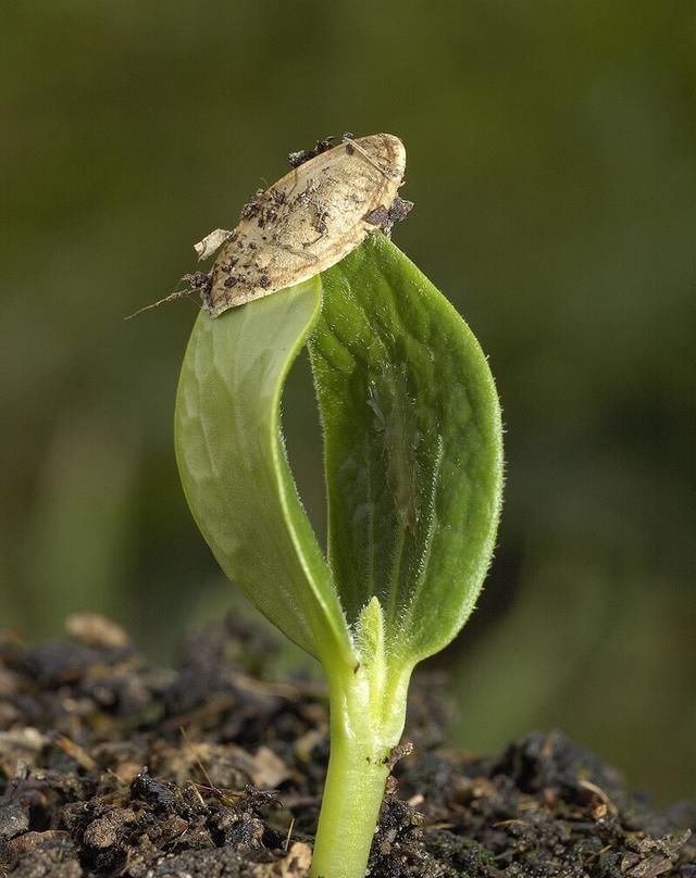 拔苗助长寓言故事告诉我们的道理,揠苗助长的寓言故事告诉我们什么