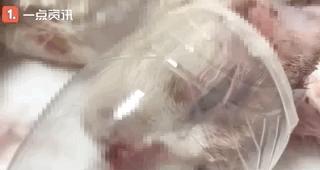 连踹四脚男子街头踢死小猫,男子虐待猫咪被学生暴打