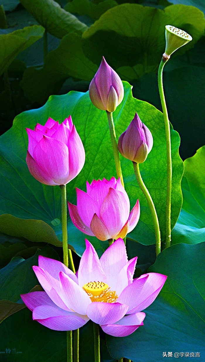 霸气的句子超拽潇洒不带脏字,抖音赞美点赞的霸气句子