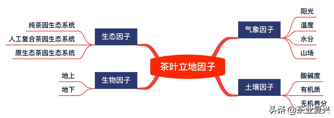 你对普洱茶的低价了解多少,地道普洱茶价格与真正的认知