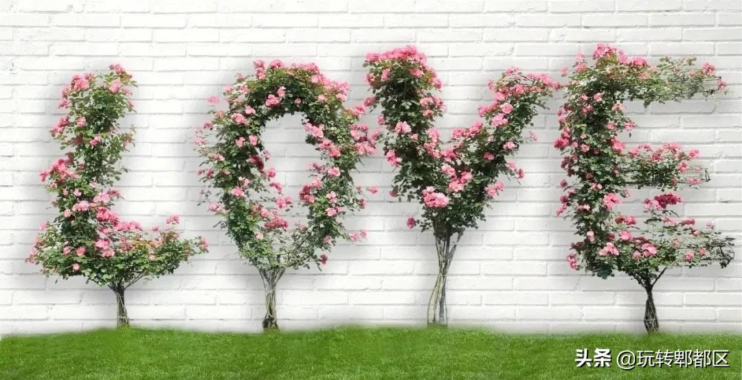 郫都区最美的花海,成都郫都花乡玫瑰开放了吗