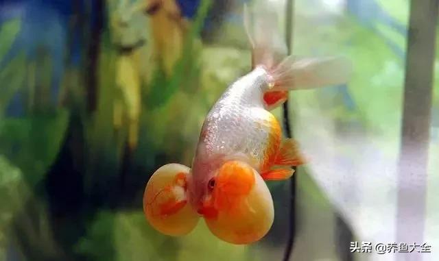 什么金鱼好养又好看,养哪种金鱼又好看又好养