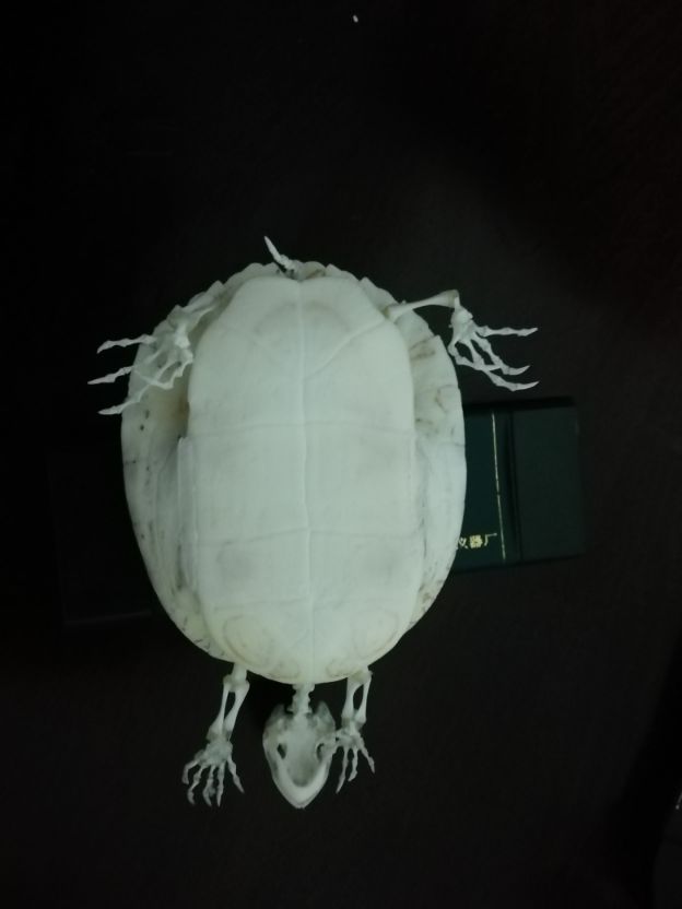 巴西龟怎么做骨骼标本,巴西龟骨骼结构