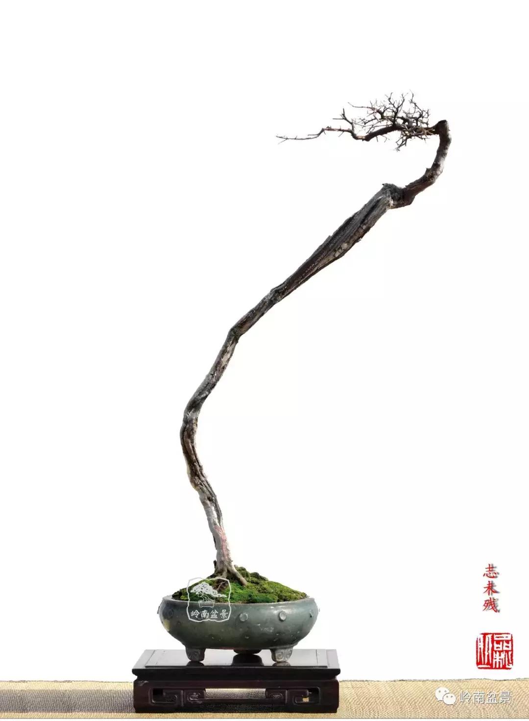 一盆盆景佳作究竟应该是怎样的,大师级盆景作品欣赏