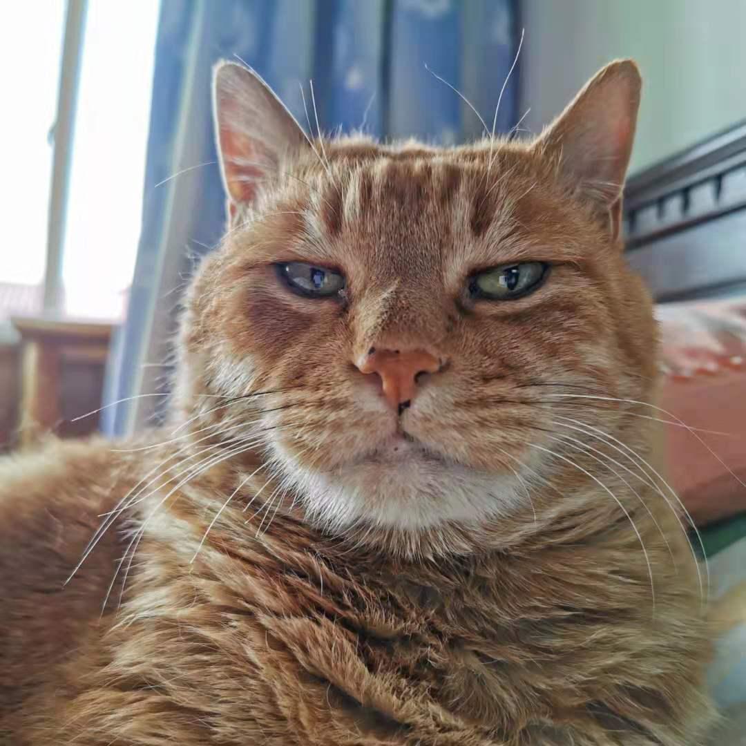 幼猫粮口碑最好的十大猫粮测评,猫粮幼猫粮推荐