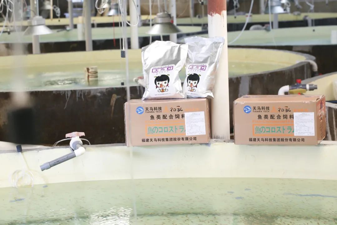 珍珠龙胆石斑鱼苗用鱼初乳种苗料效果探究