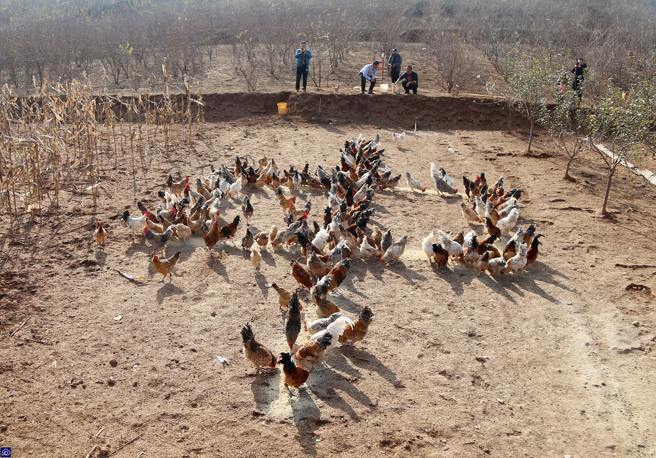 农村小伙养鸡仅用三招年赚百万,农村小伙子养鸡年收入240万你信吗