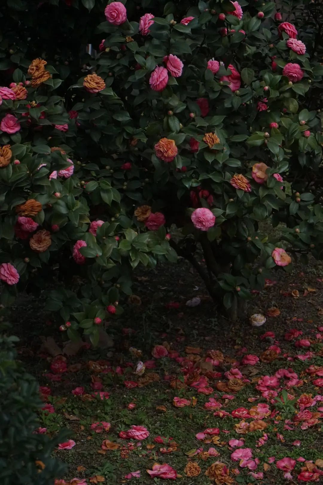 陆游春节的诗,陆游写的关于成都的诗
