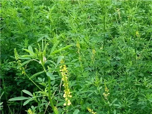 那些常见却叫不上名字的野花野草,常见的野花野草却是农家之宝