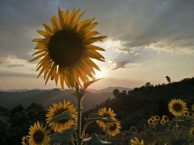 8月向日葵云海（徽州百工、黟县的朋友圈、瓷都景德镇）采风