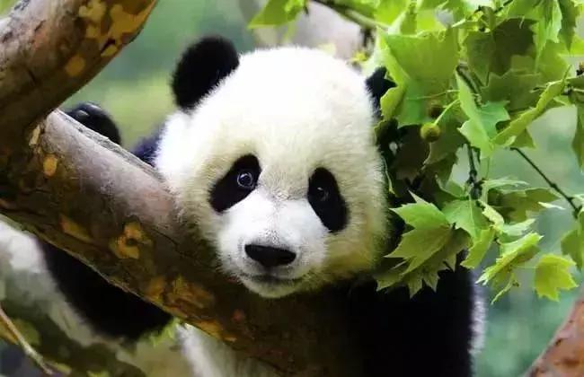 太委屈！因为冷门差点被错过——北川小寨子沟