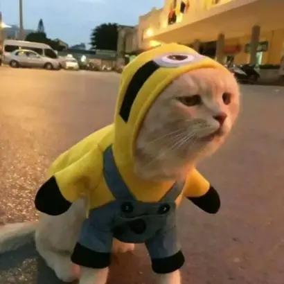 沙雕闺蜜头像四人一人一张,沙雕闺蜜头像新年款