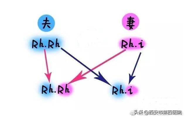 专家科普熊猫,熊猫家族科普