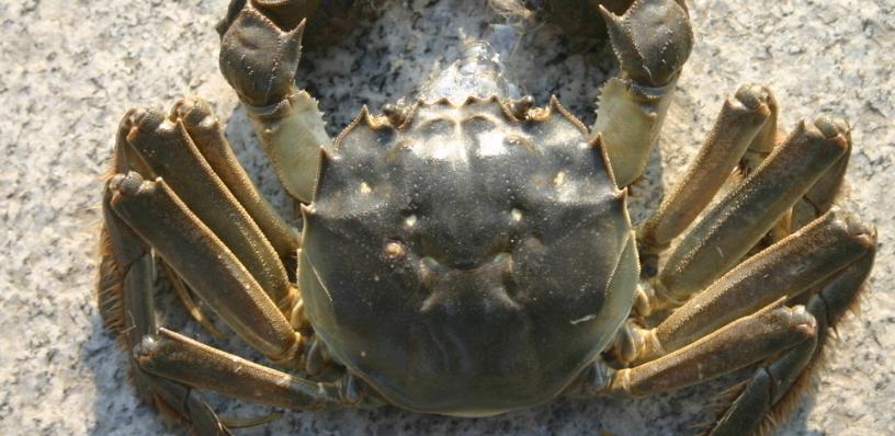 隔夜的大闸蟹还能吃吗,隔夜的大闸蟹还可以吃吗