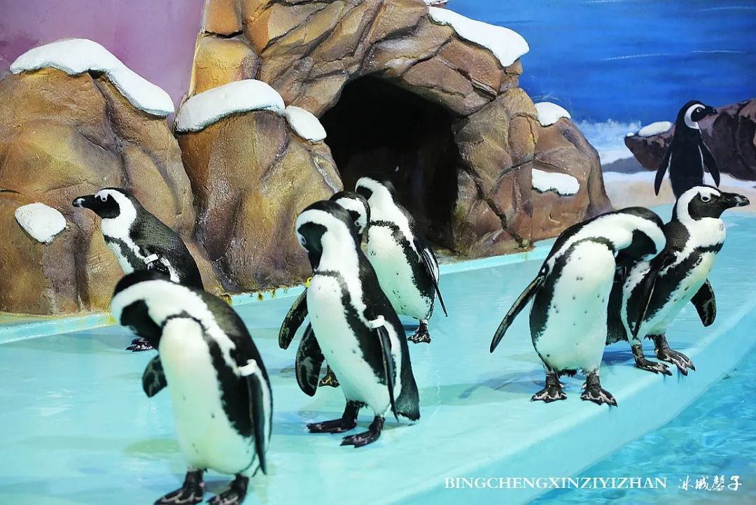 走进哈尔滨完整视频,走进哈尔滨海洋馆