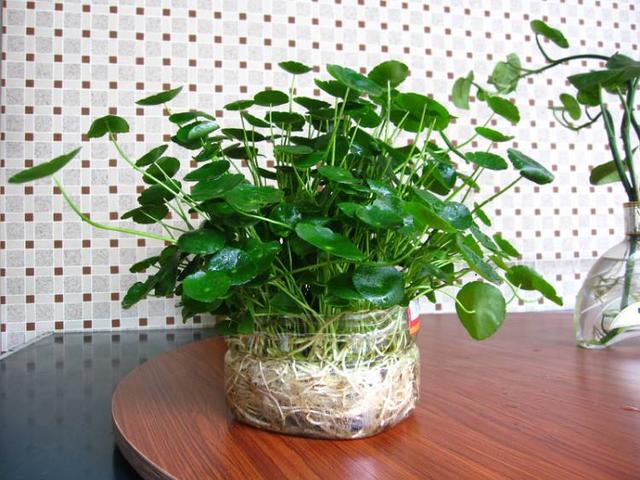 如何用塑料瓶做养花神器,今天教你如何让塑料瓶秒变盆栽