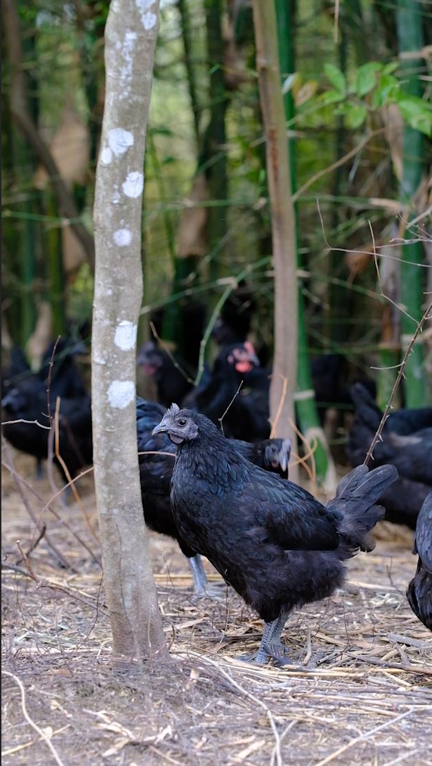 全身皮毛都是黑色的，长得像鸟一样的鸡，一年能卖8000多只