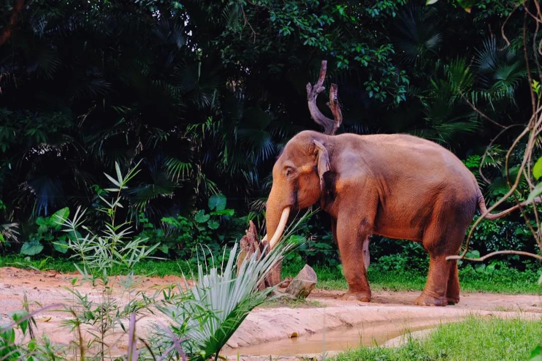 广州长隆最省钱玩法,最实惠广州长隆攻略