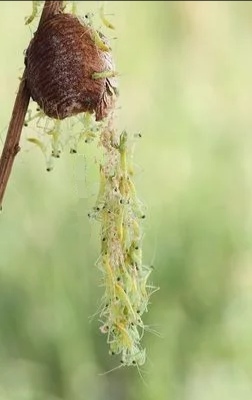 农村潮湿环境常见的昆虫,在乡下能捉到哪些可爱的虫子