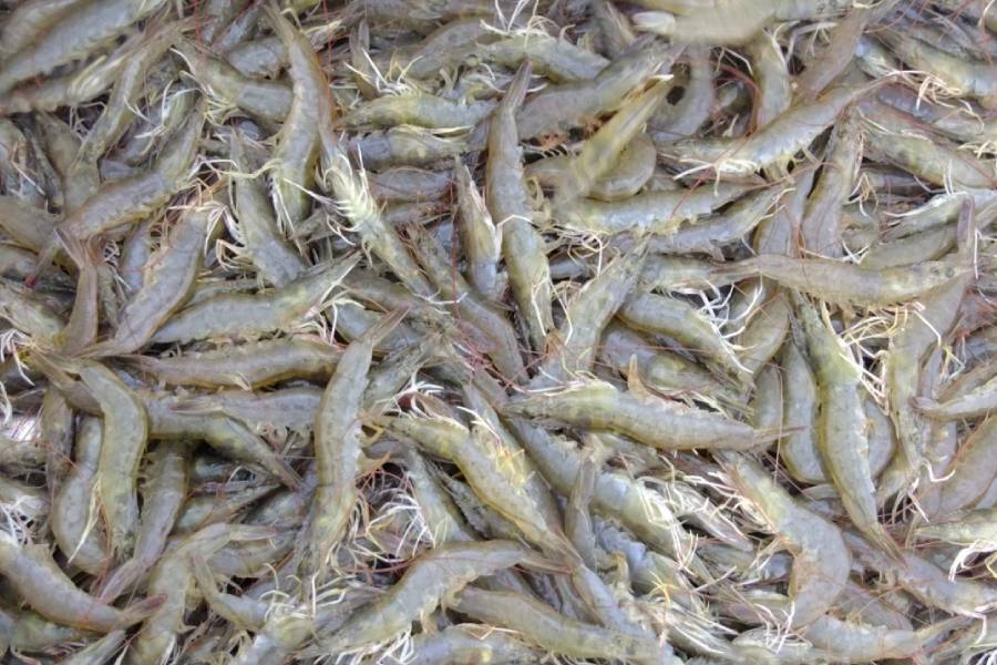 南美白对虾没有氧但是密度不厚,南美白对虾小棚养殖放苗密度