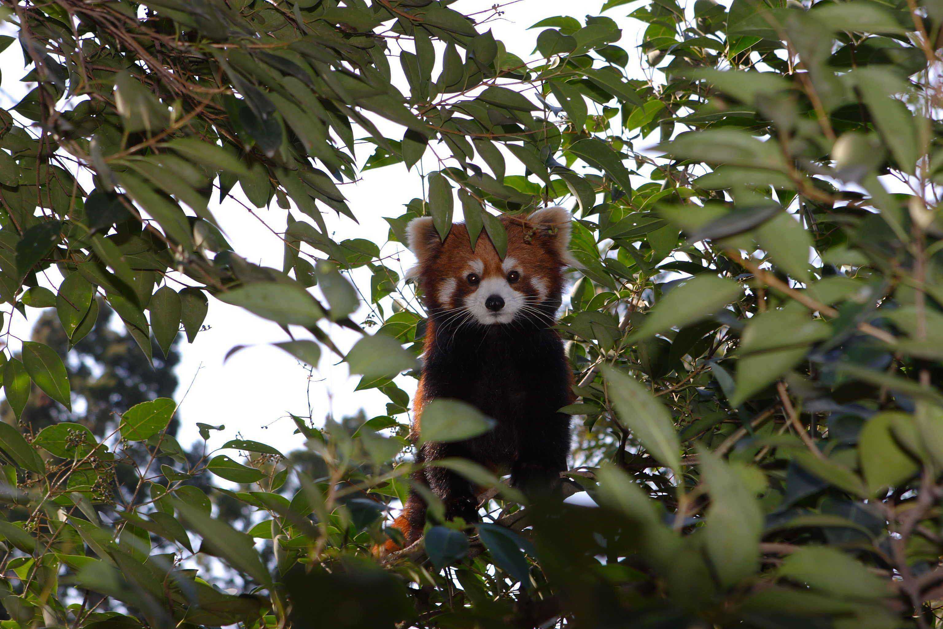 QQ天团复出、大熊猫吃播、亚洲象训练……上海动物园推出多条动物特点游路线