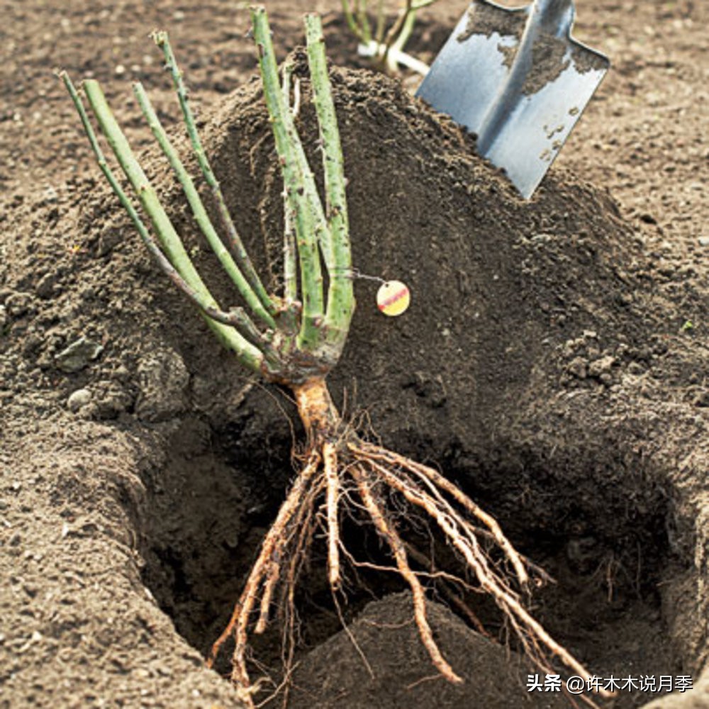 月季花苗怎么种不活,月季盆栽的种植方法和注意事项