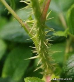 蔷薇玫瑰月季形态区别,玫瑰和月季的区别图和名称