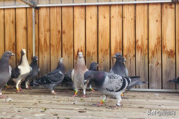 一年四季养鸽心得总结,养鸽的心得和方法
