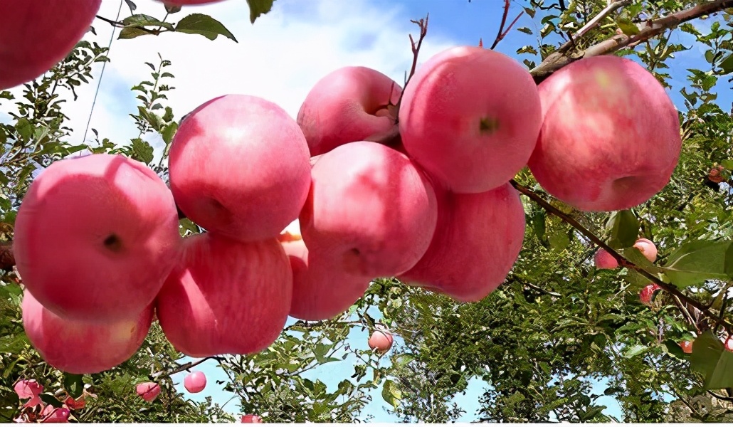 烟台红富士苹果为什么那么大,烟台红富士苹果