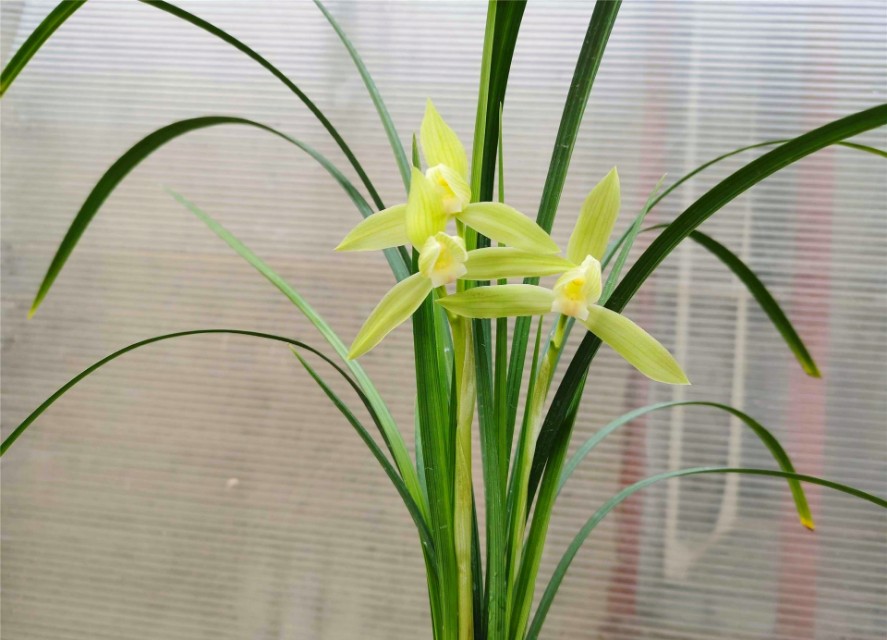 春剑叶子什么品种最好看,春剑最顶级值得养的品种