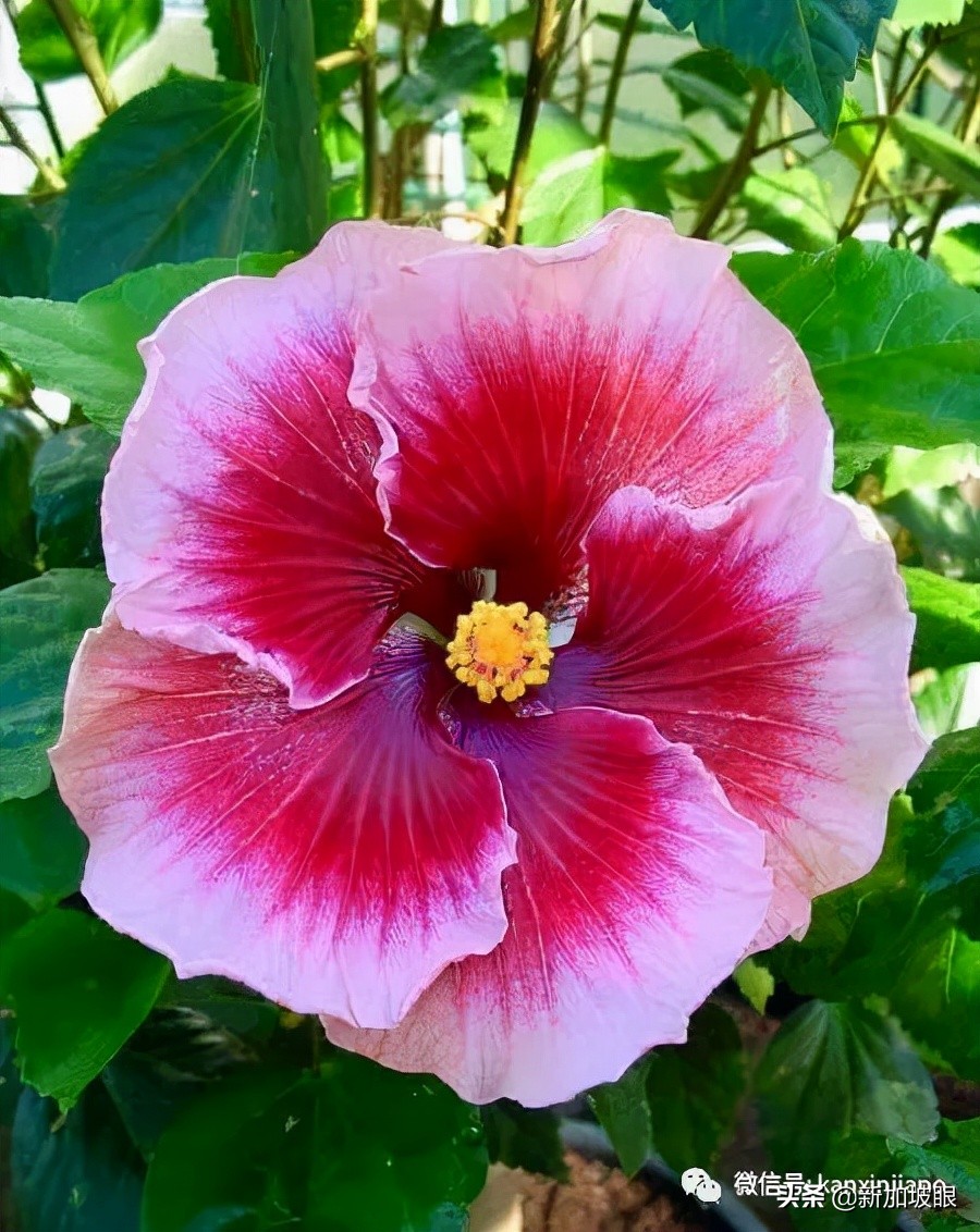 大红花和扶桑木槿有什么区别,木槿花和扶桑花哪个品种好