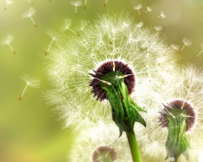 蒲公英四季开花,蒲公英四时有花