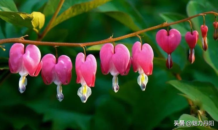 牡丹的一生简单历程文字描述,牡丹的历史和发展