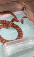 这只鹦鹉一直以为他是一只猴，所以每天都在重复做这个动作