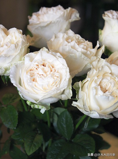 自己买玫瑰花种植,关于种植玫瑰花教程