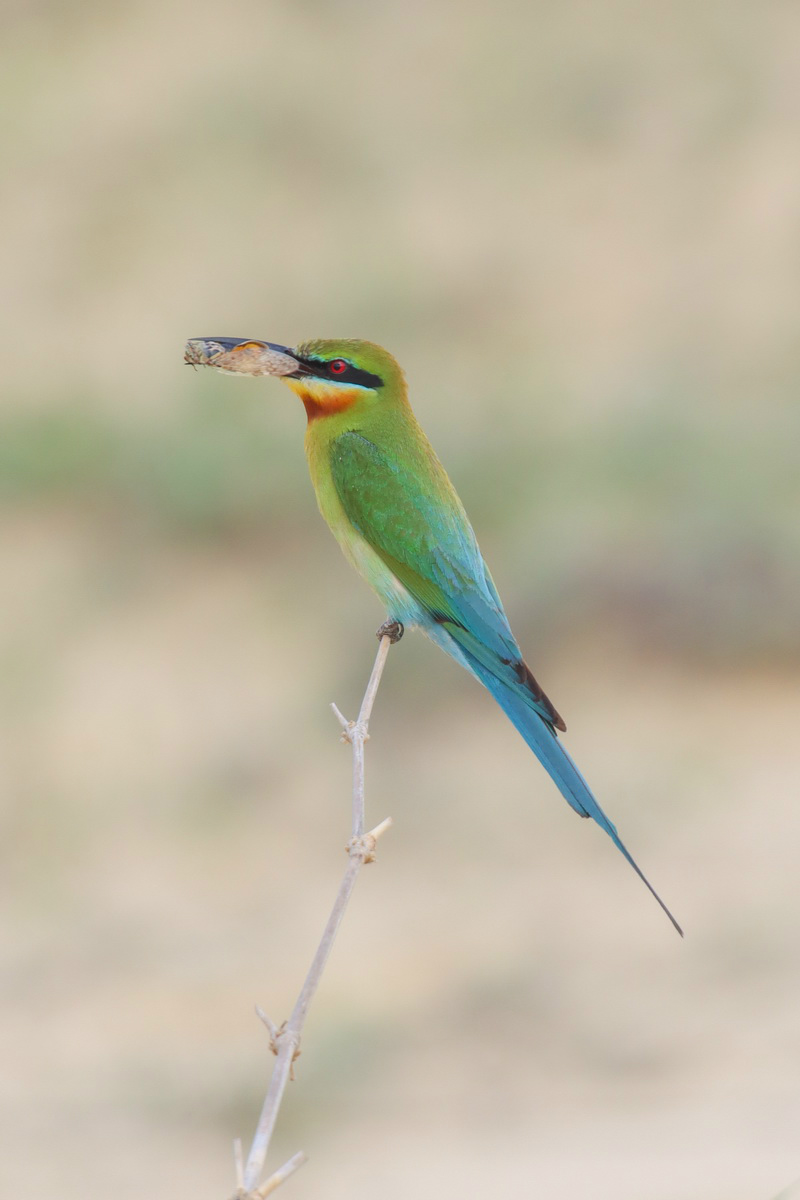 佳能eos90d适合拍产品么,佳能eos90d拍摄效果