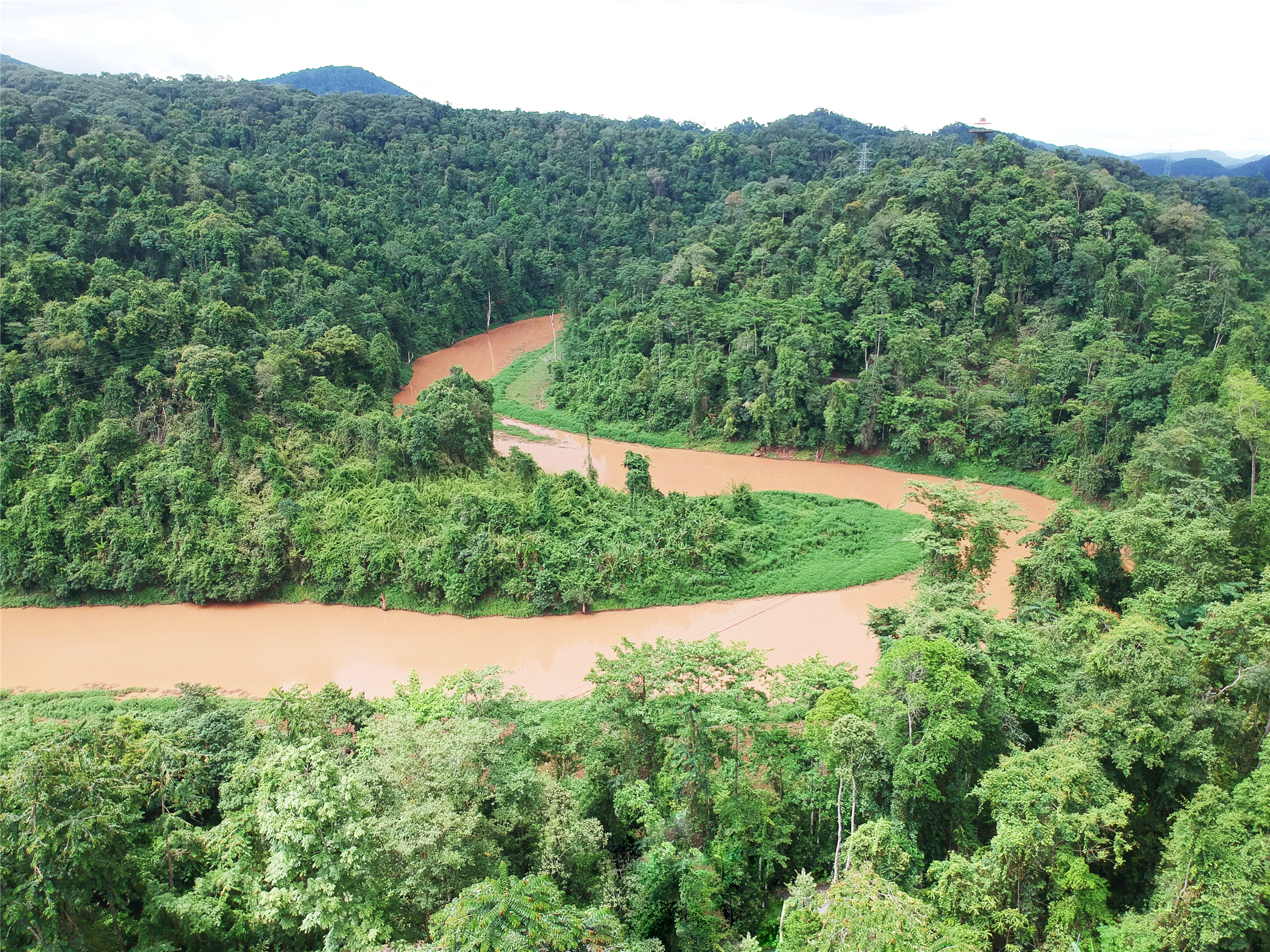 西双版纳望天树有多高,西双版纳望天树攀爬