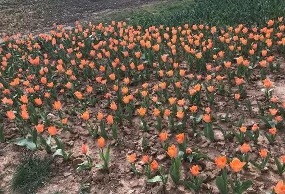 西安郁金香打卡地,去西安哪种郁金香最好