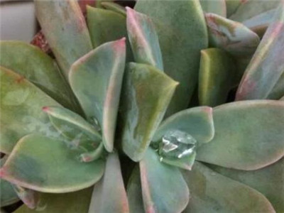 初恋多肉多少度耐寒,初恋多肉和胧月区别