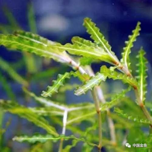 喂鱼算是养鱼最大的乐趣吗,养鱼的乐趣就是每天喂鱼