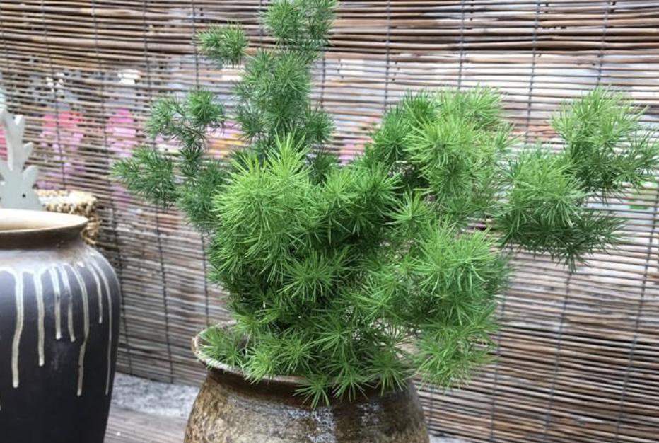 山上的1种“小树”，被称为“蓬莱松”，养花盆里变值钱，还好看