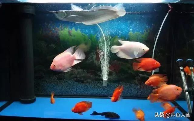 鱼缸水可以治疗鱼病吗,养鱼如何治鱼病