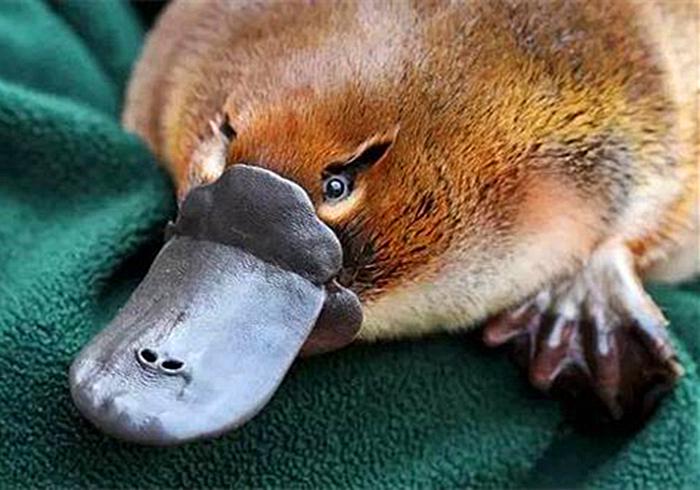 鸭嘴兽的秘密武器图片,鸭嘴兽有毒刺吗