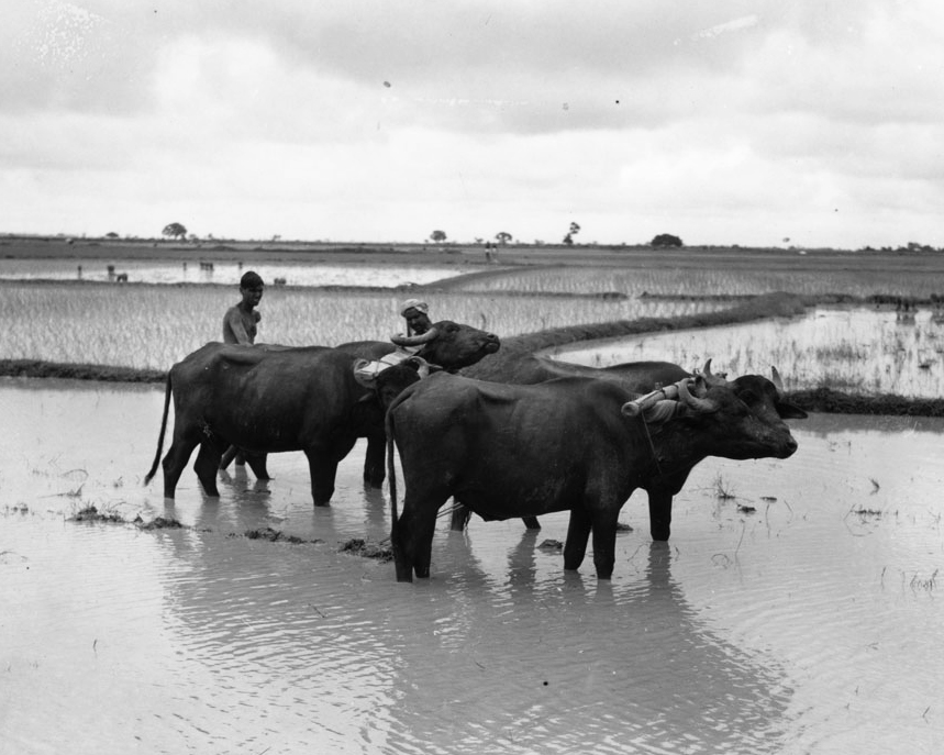 什么是孟加拉国？|地球知识局
