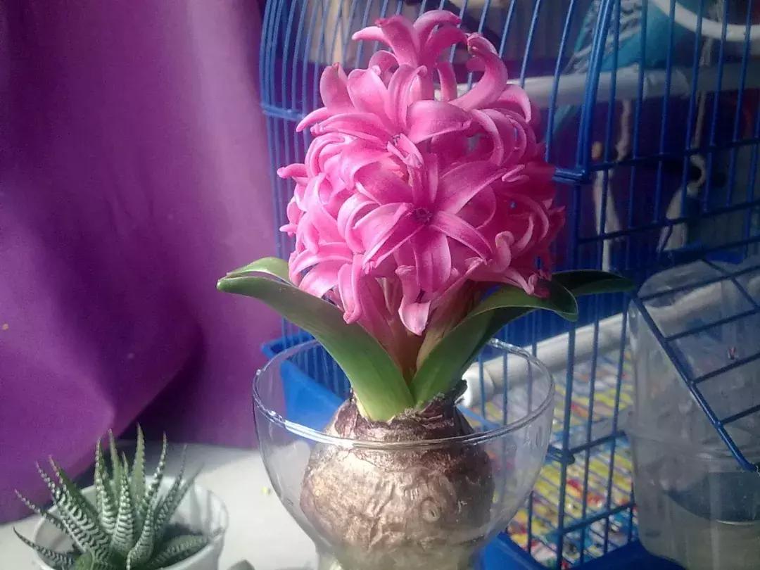 水培植物怎么养长得好,水培植物方法和注意事项有哪些呢